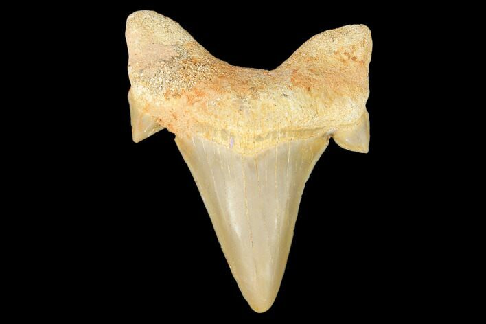 Fossil Shark Tooth (Otodus) - Morocco #103312